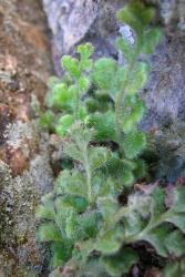 Asplenium subglandulosum. Long, white, glandular and non-glandular hairs on adaxial surface of laminae
 Image: L.R. Perrie © Te Papa CC BY-NC 3.0 NZ